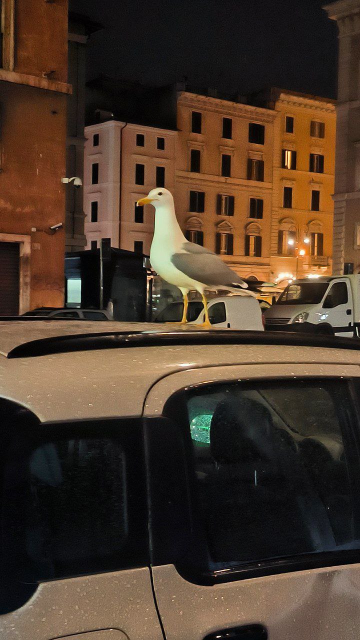 #Rome, media 5