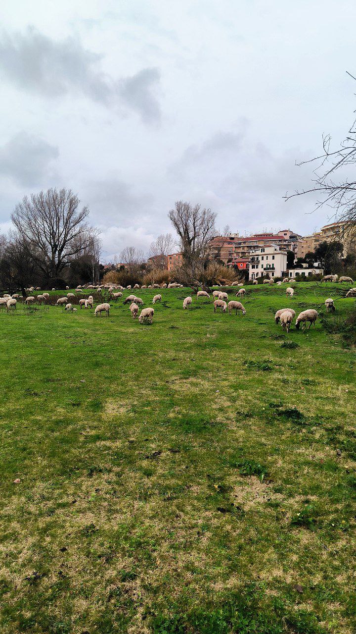 #Rome, media 1