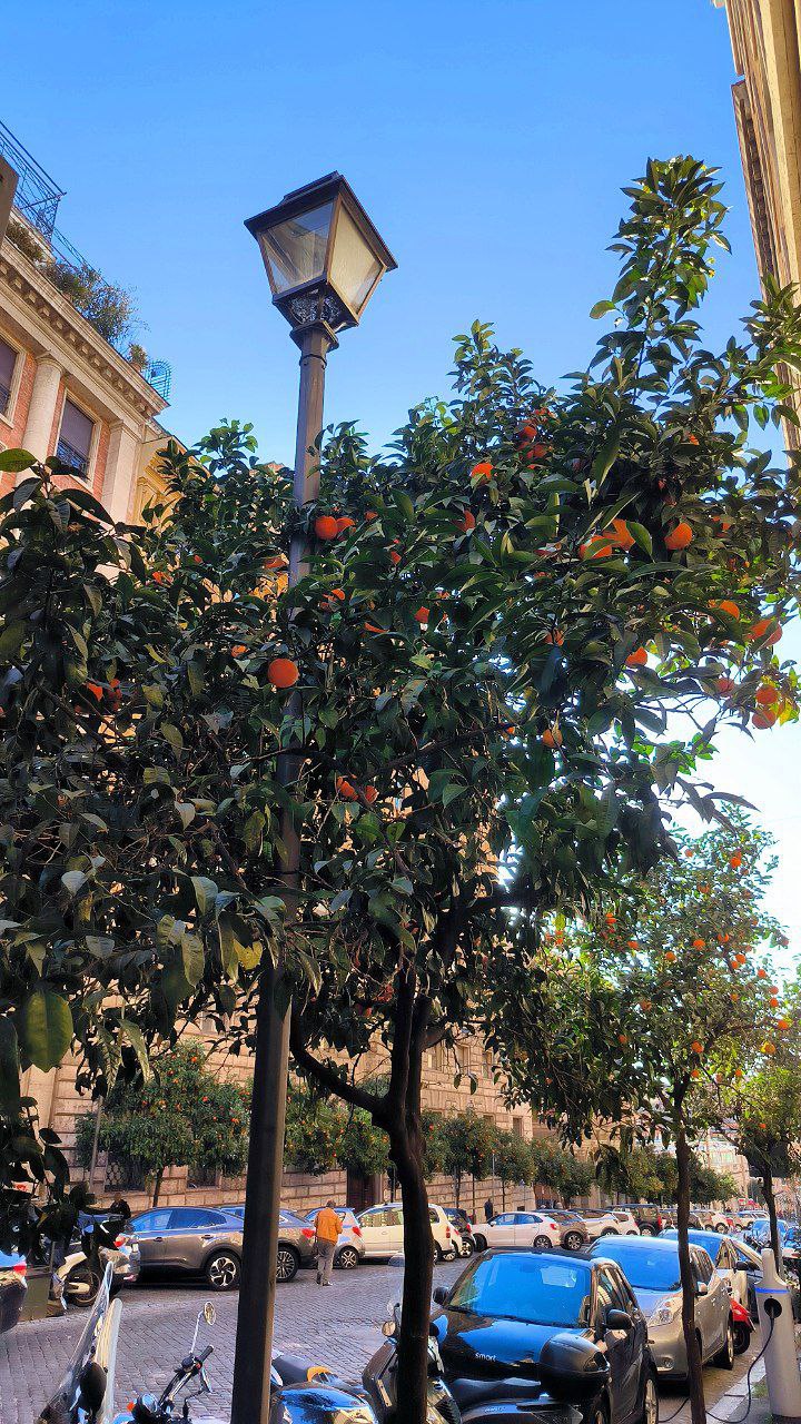 #Rome, media 7
