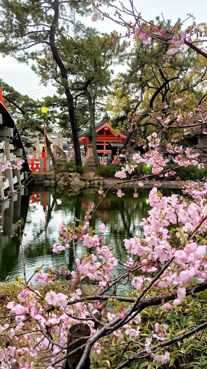 #Osaka - Temples, media 10