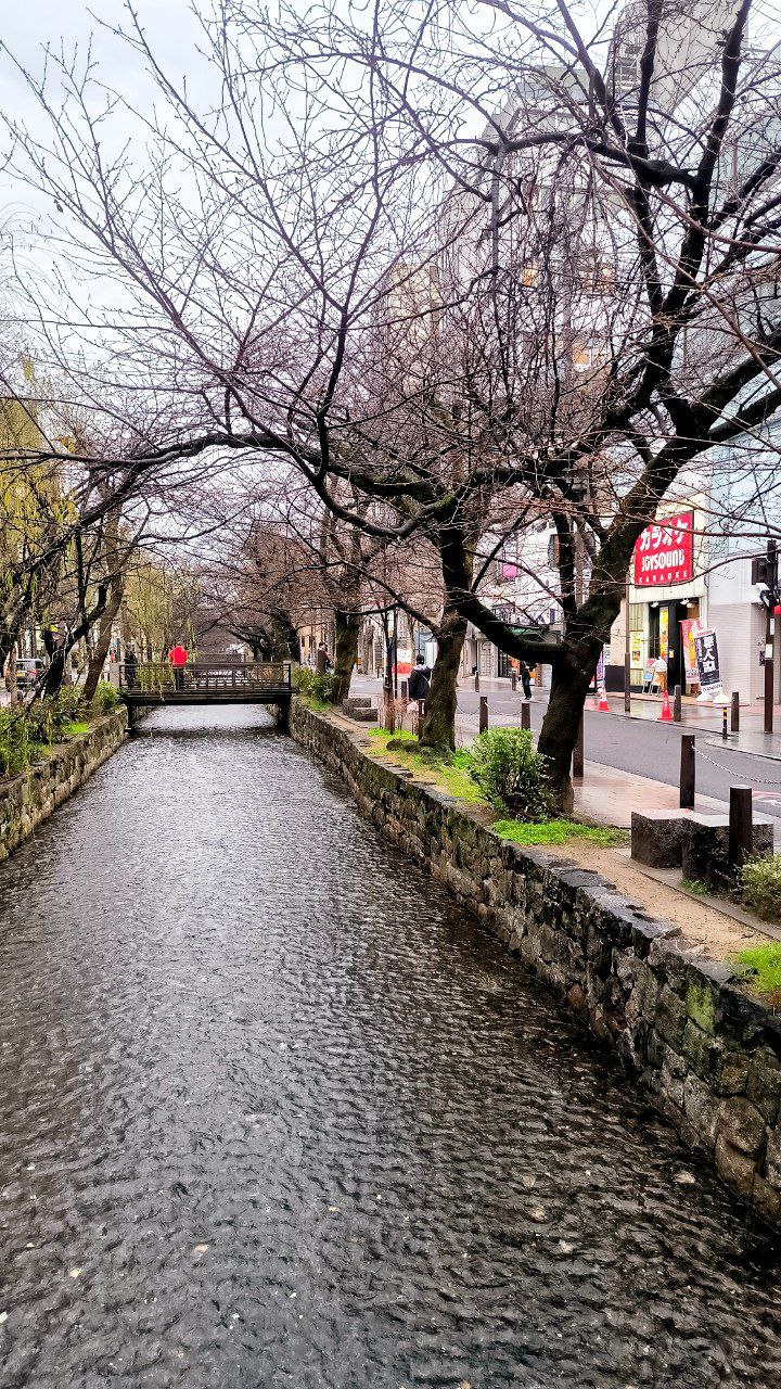 #Kyoto, media 10