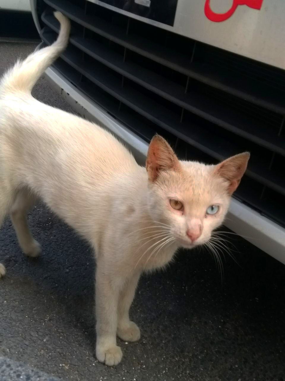 #Casablanca, problems with cats, and the indifference of local residents, media 1