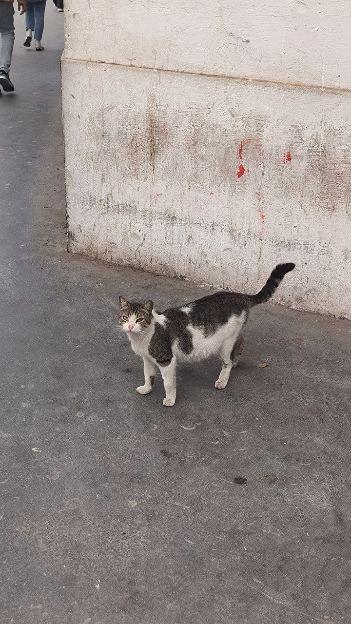 #Casablanca, problems with cats, and the indifference of local residents, media 2