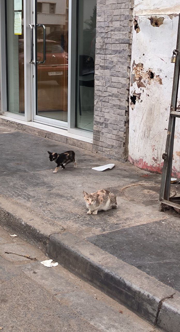 #Casablanca, problems with cats, and the indifference of local residents, media 3