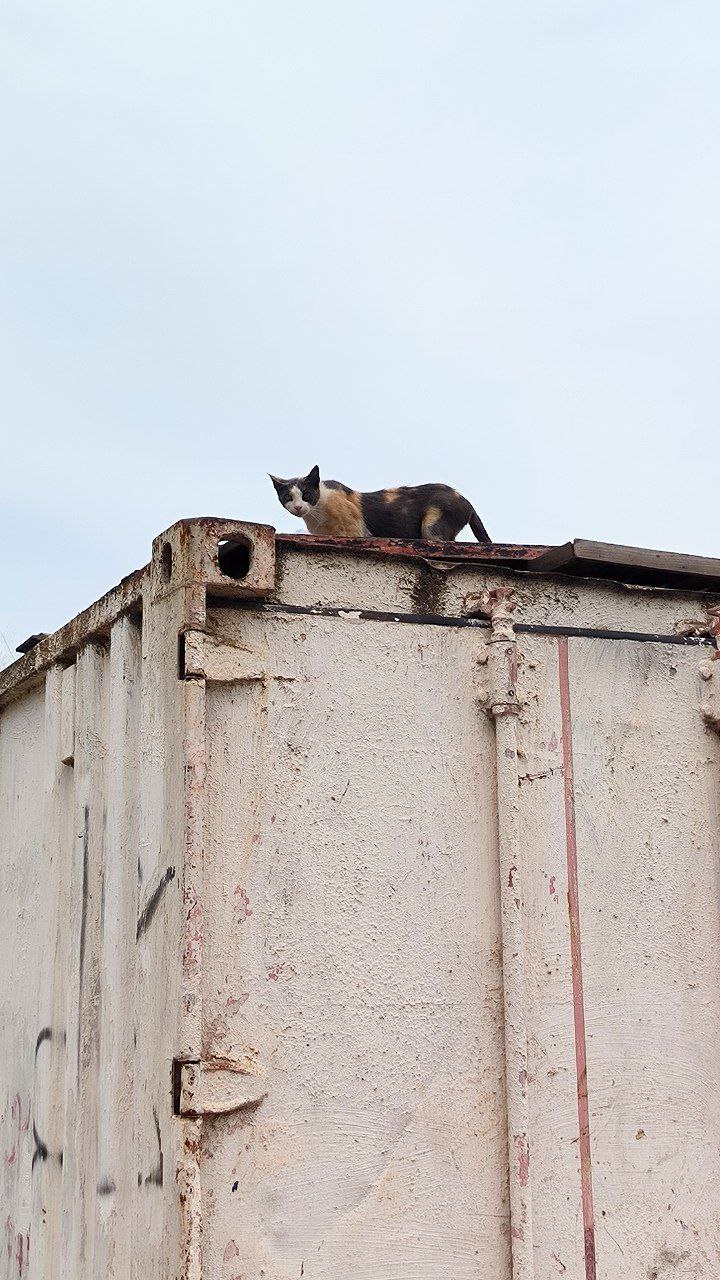 #Casablanca, problems with cats, and the indifference of local residents, media 4