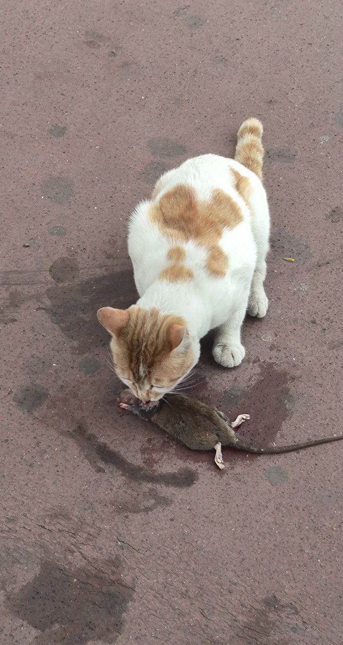 #Casablanca, problems with cats, and the indifference of local residents, media 5