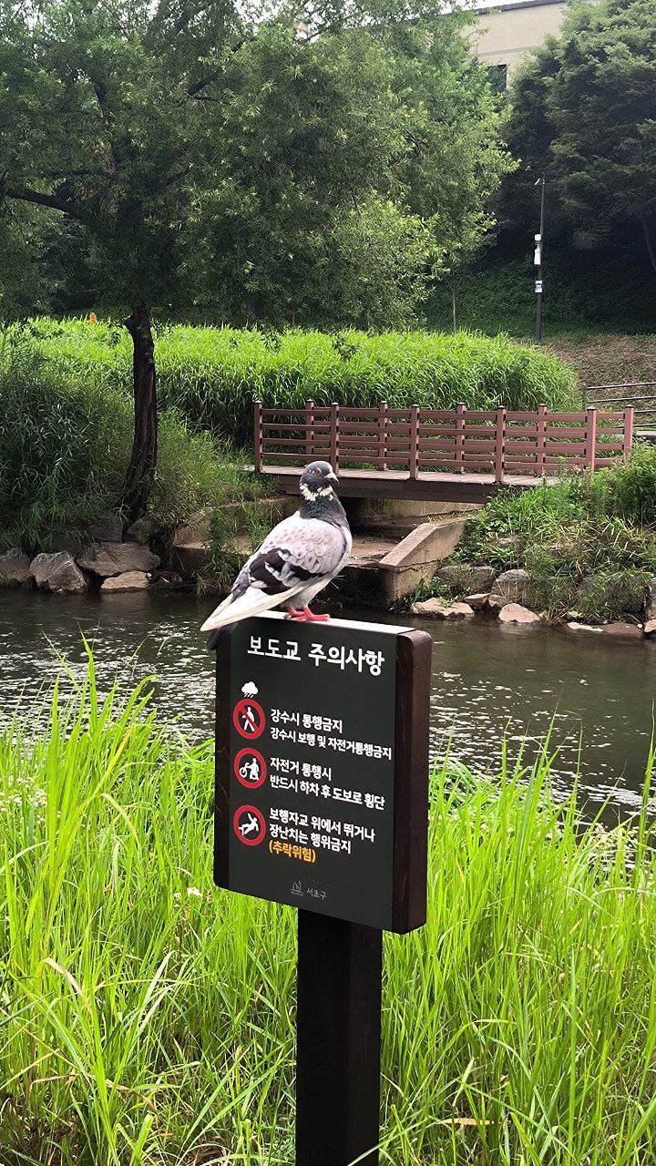 #Seoul, media 6