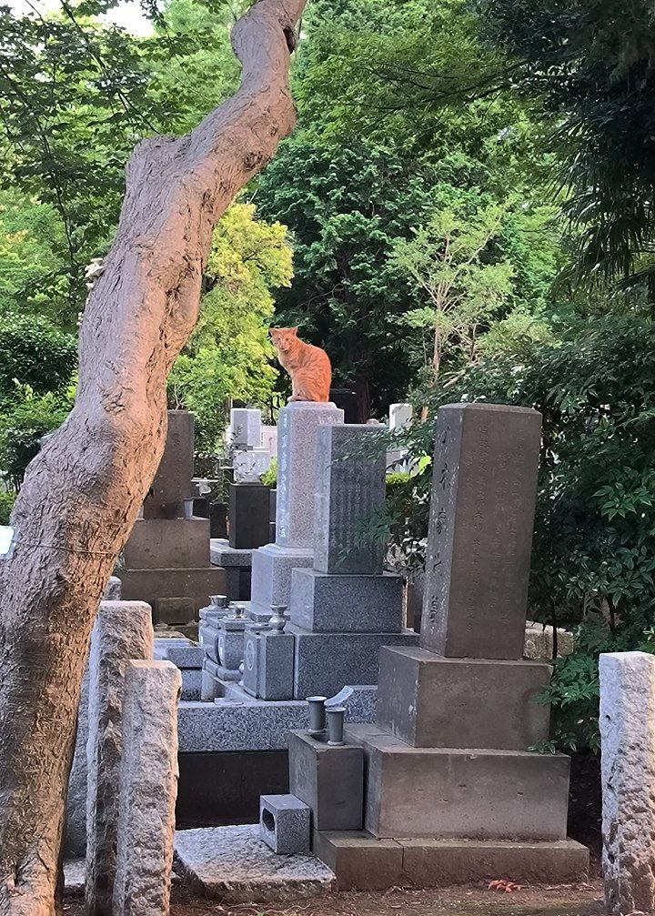 #Tokyo, media 4
