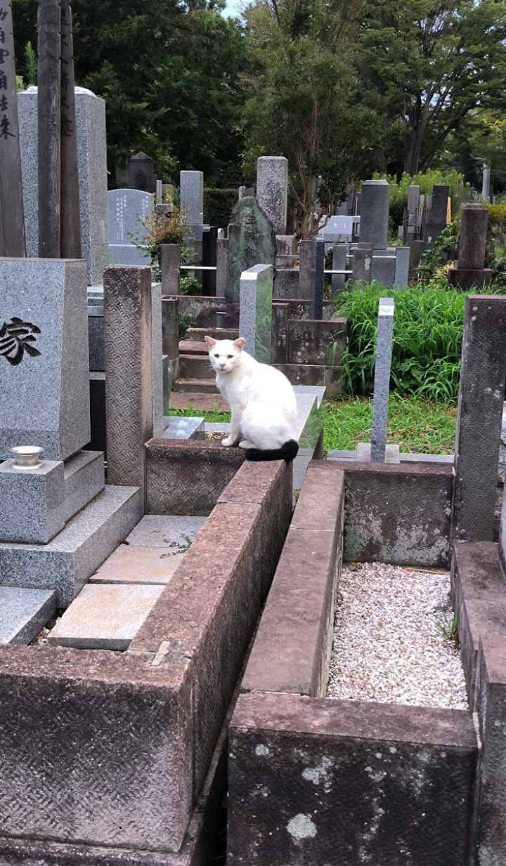 #Tokyo, media 5