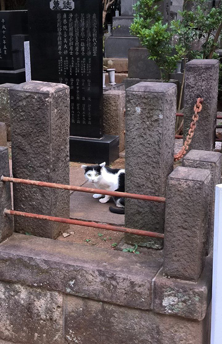 #Tokyo, media 6