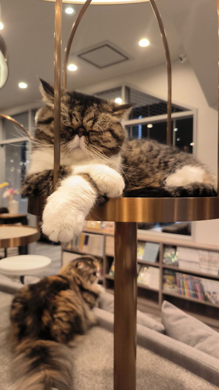 #Tokyo, media 2