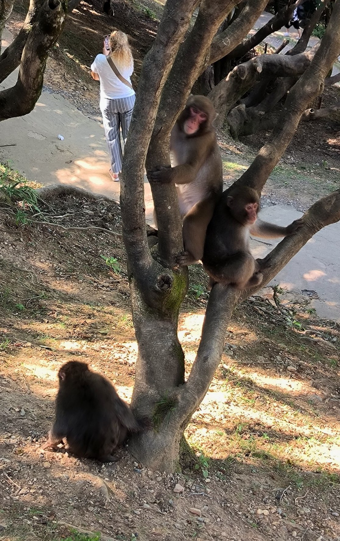 One of my favorite places in #Kyoto is Iwatayama Park (Monkey Park)., media 2