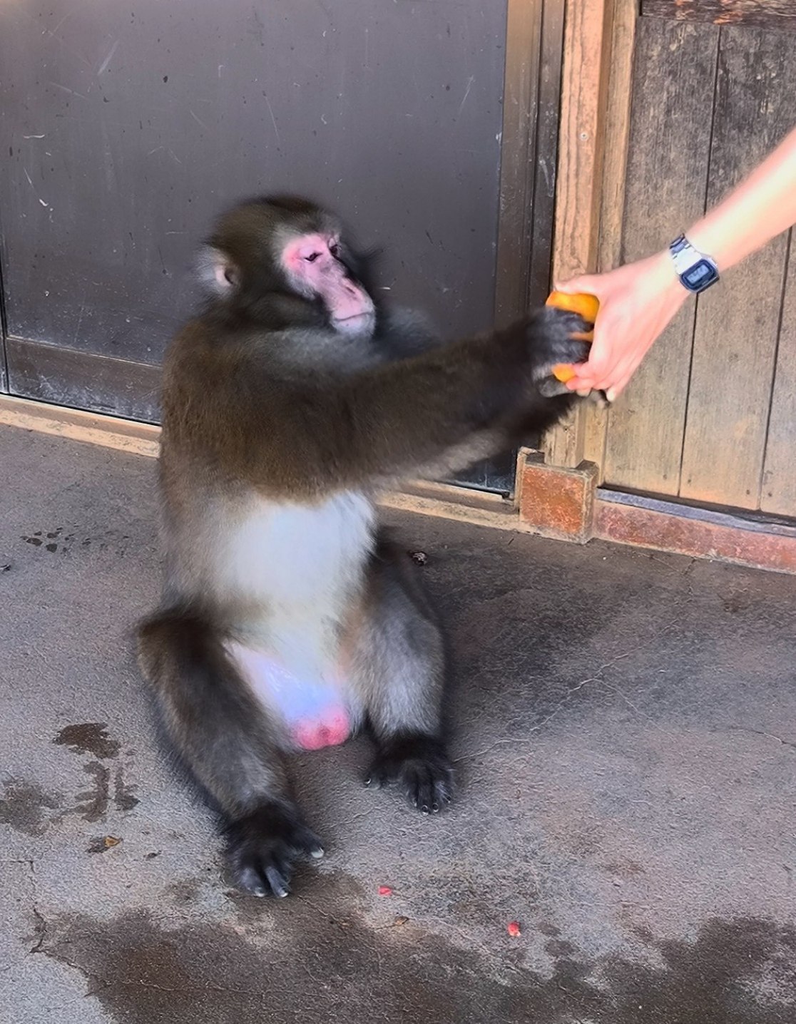 One of my favorite places in #Kyoto is Iwatayama Park (Monkey Park)., media 4