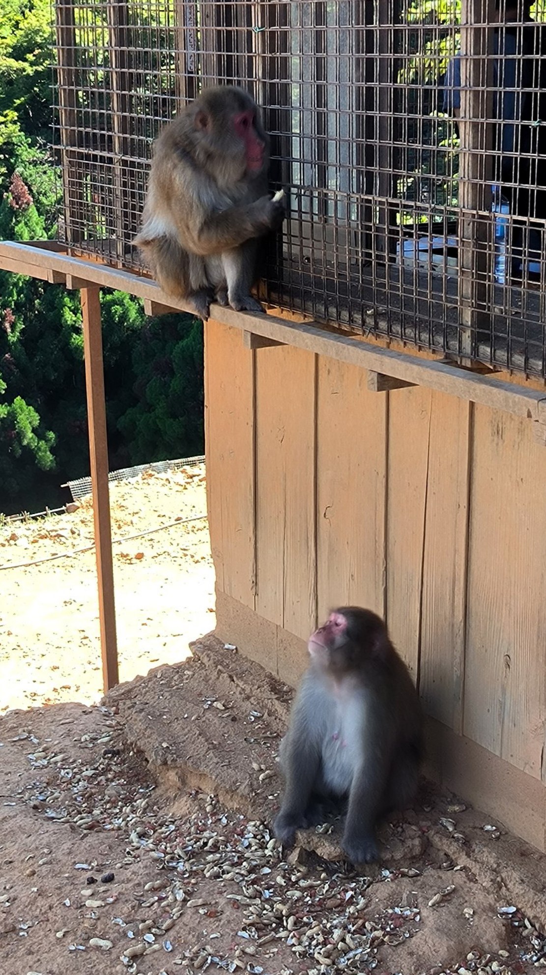 One of my favorite places in #Kyoto is Iwatayama Park (Monkey Park)., media 5
