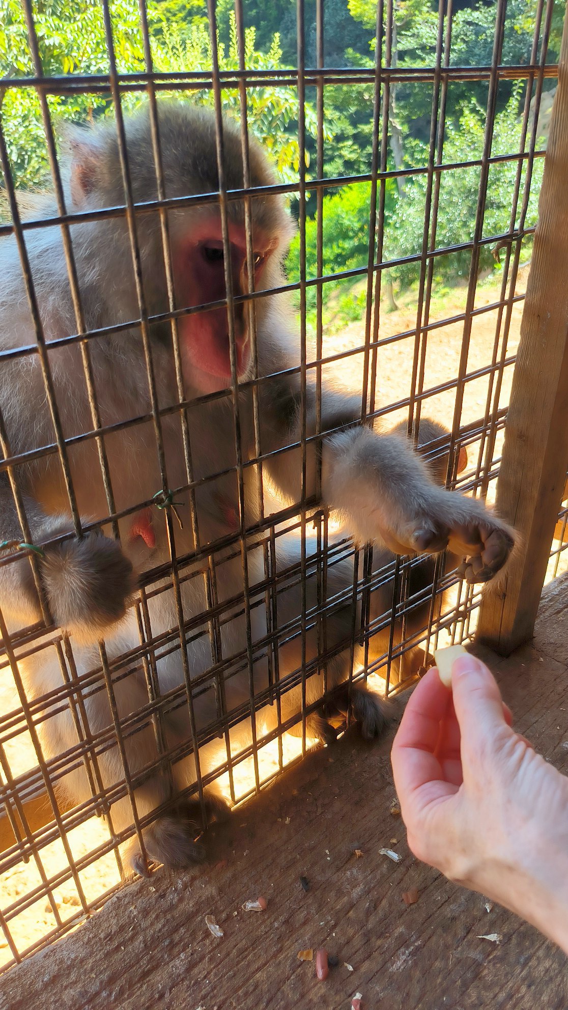 One of my favorite places in #Kyoto is Iwatayama Park (Monkey Park)., media 6