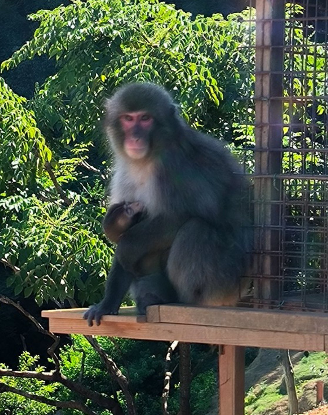 One of my favorite places in #Kyoto is Iwatayama Park (Monkey Park)., media 7
