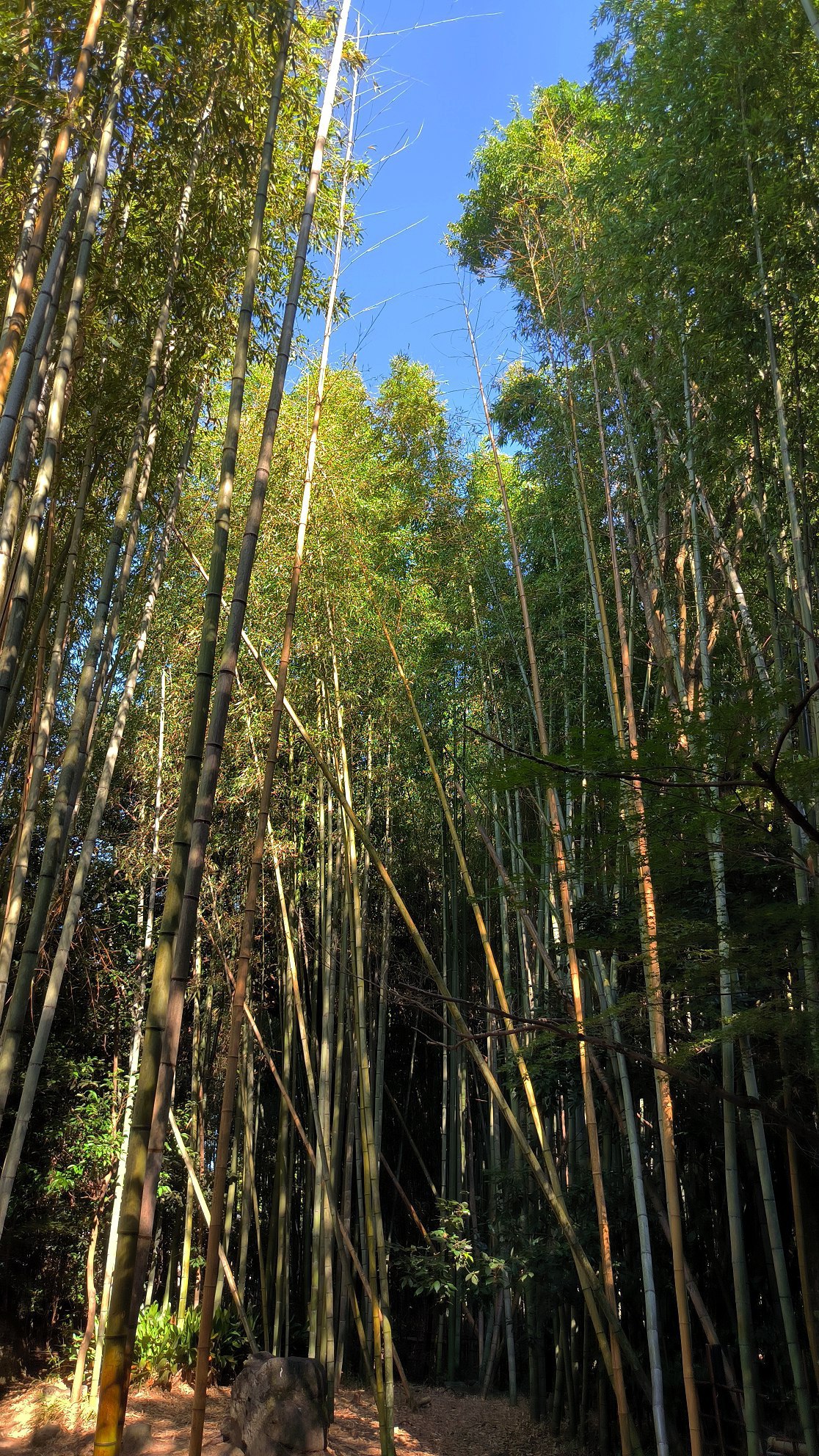 One of the most overhyped places in #Kyoto - the Arashiyama Bamboo Forest., media 2