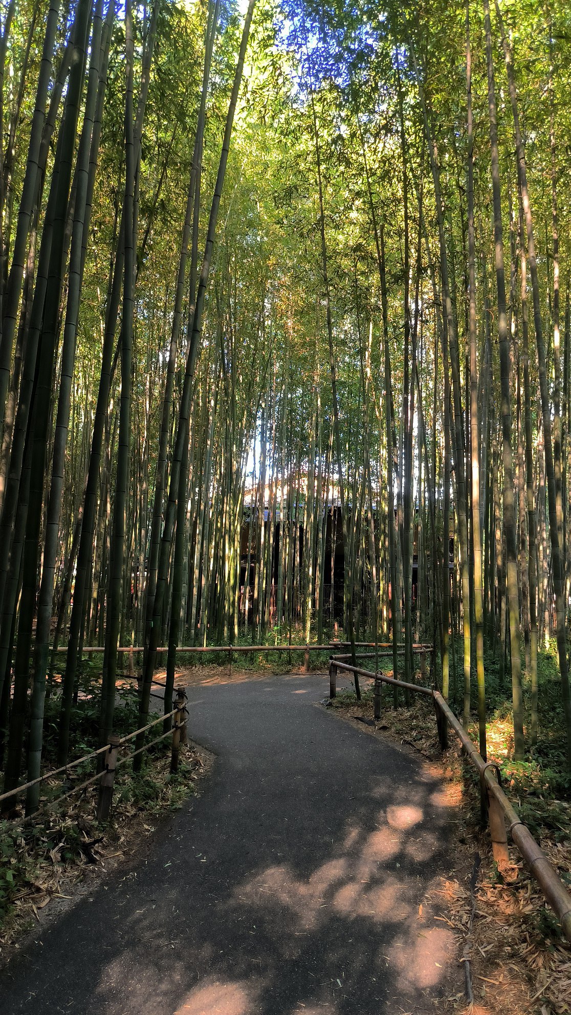 One of the most overhyped places in #Kyoto - the Arashiyama Bamboo Forest., media 3
