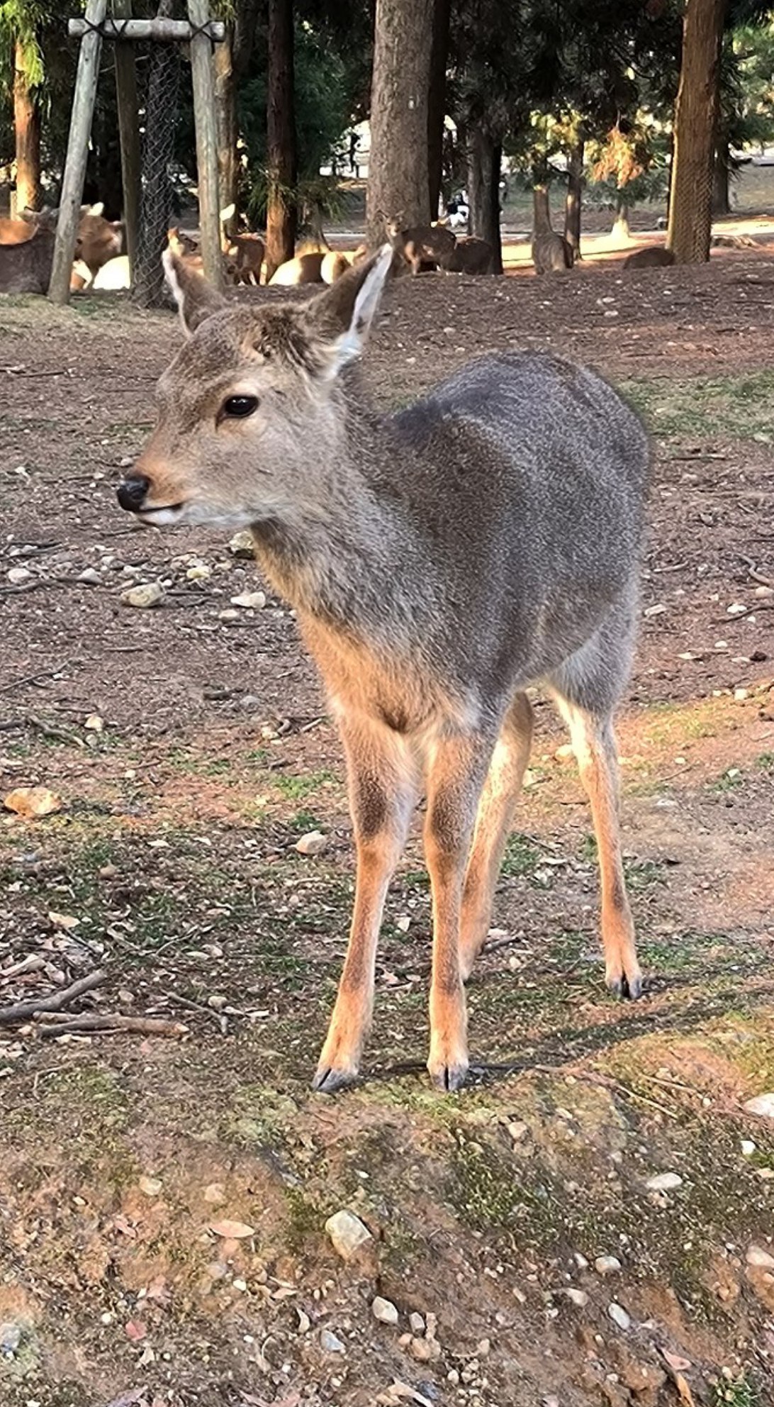 #Kyoto / Nara, media 3