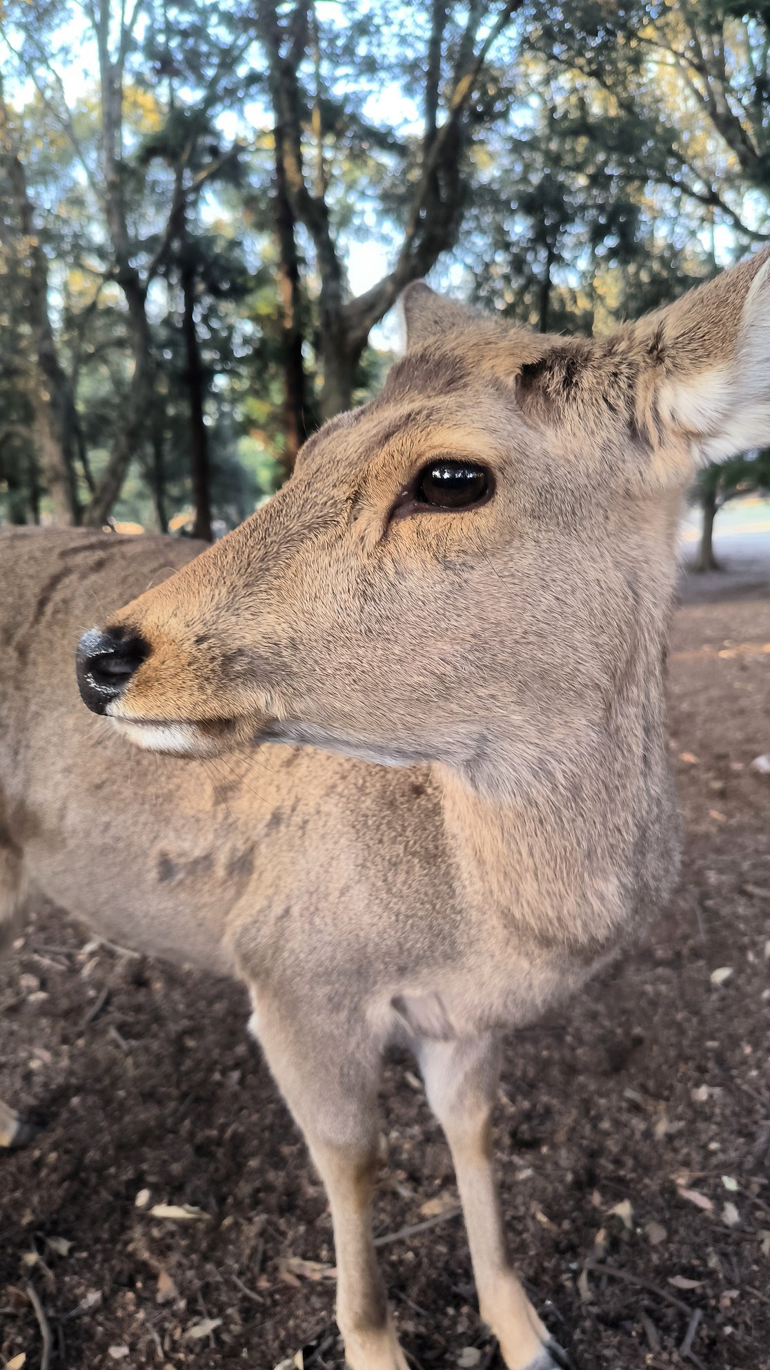 #Kyoto / Nara, media 5