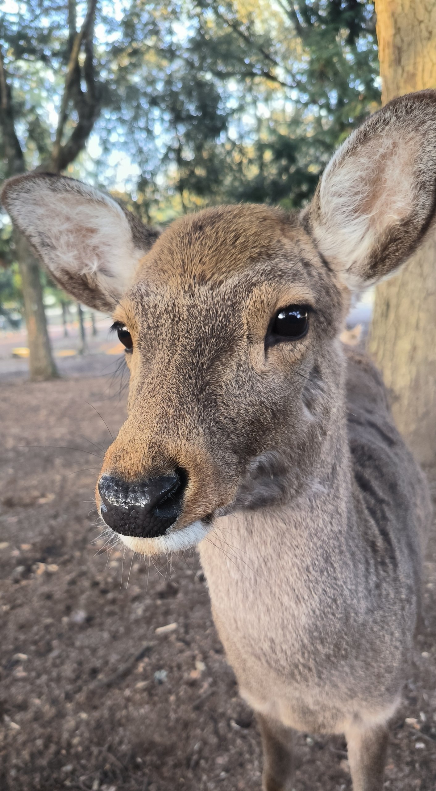 #Kyoto / Nara, media 6