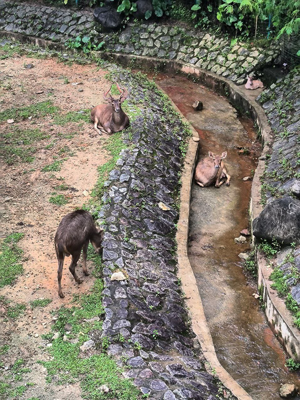 Deer also live in Kuala Lumpur Park., media 2