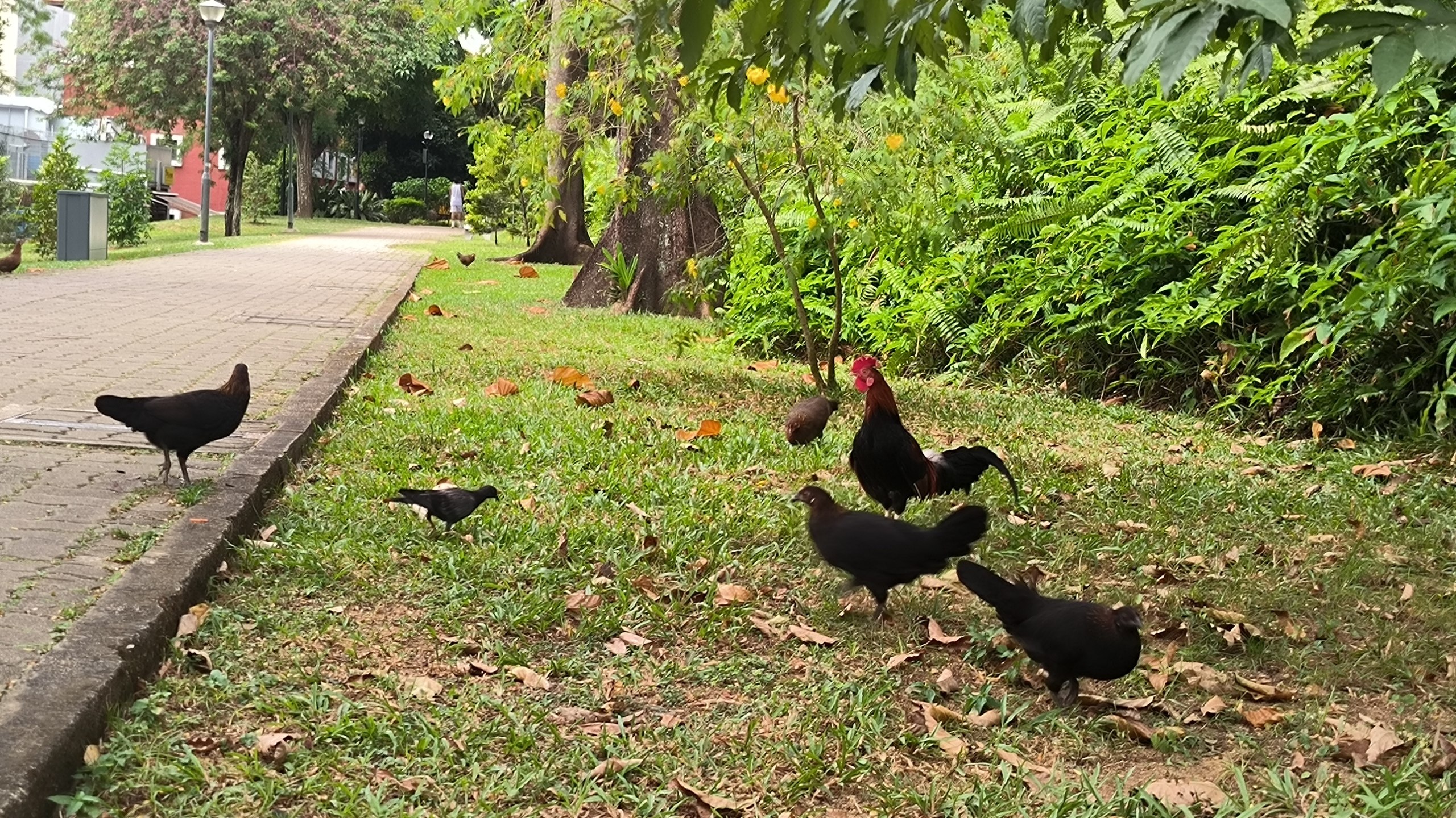 One of the mysteries of #Singapore - why do wild chickens just roam the city streets?, media 3