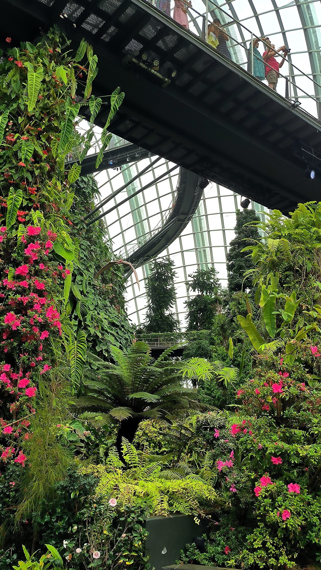 "Cloud Forest" - another hyped up place in #Singapore, which is nevertheless worth…, media 4