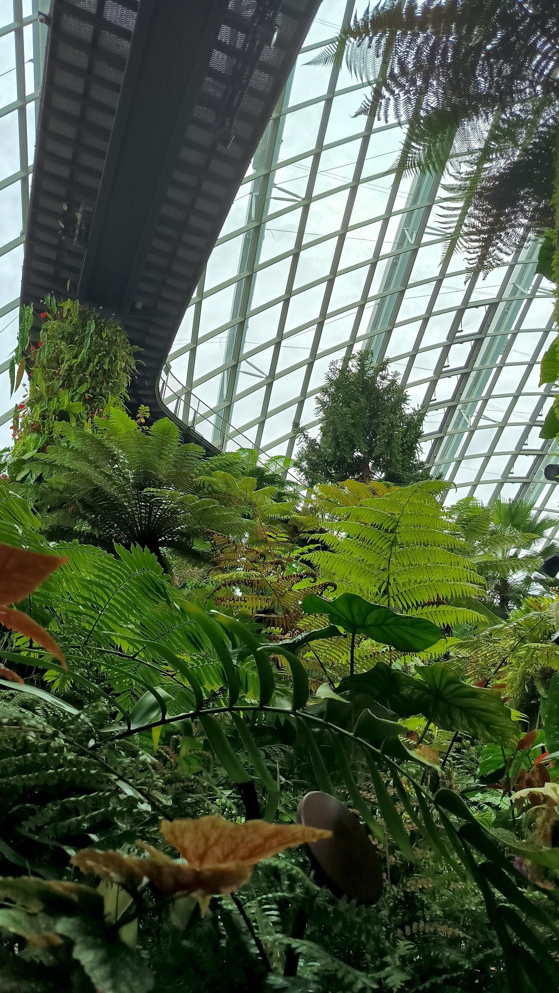 "Cloud Forest" - another hyped up place in #Singapore, which is nevertheless worth…, media 8