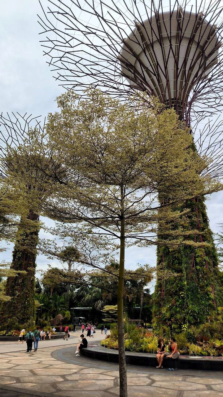 #Singapore, media 2