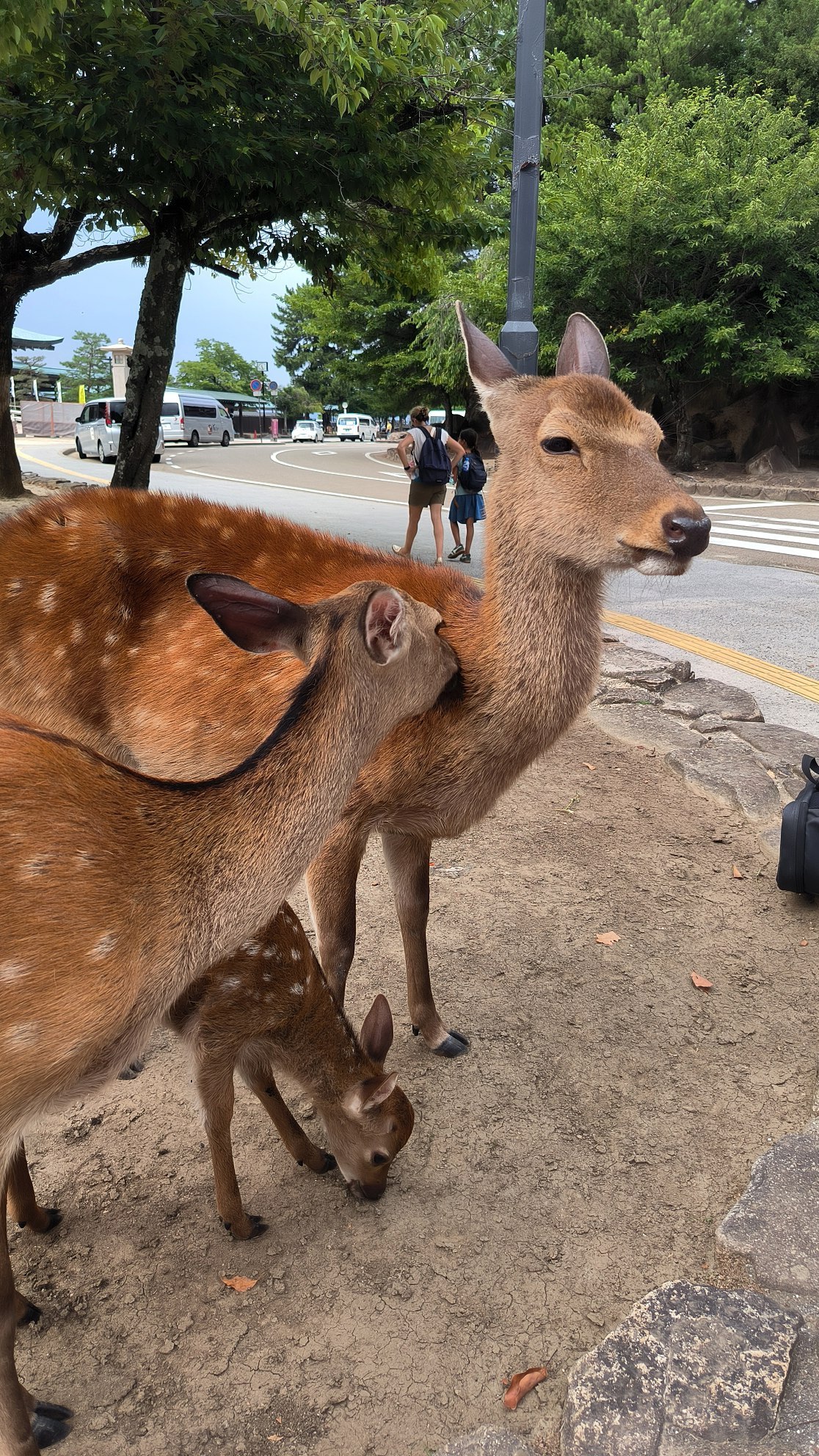 #Hiroshima, media 3