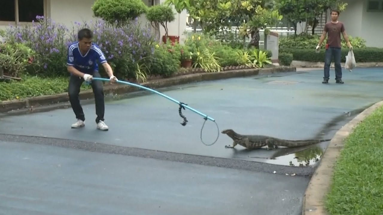 https://youtu.be/C4oCEwExVc4 A cool video about them from way back in 2016, when they…, media 1